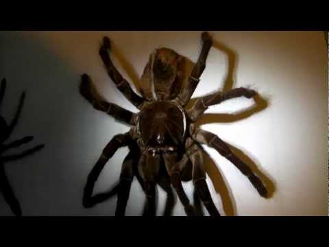 theraphosa blondi
