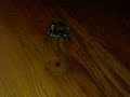 It's a Bug's Life!