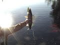 Kipawa Bacon