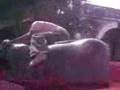 bull ride at 32nd milestone