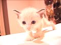 My kittens My kittens