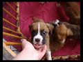 chiot boxer a la veille de leur depart
