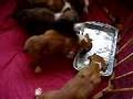 chiot boxer a la veille de leur depart