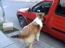 Kenji el collie feroz cap. 2