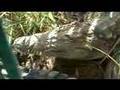 Attaque de crocodile au CrocParc