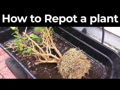 how to replant an ivy plant