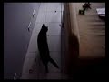 Mousehunt