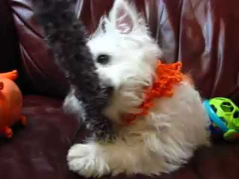 Rhoswens Orange Frills Boy is ready to play! What a little rascal!