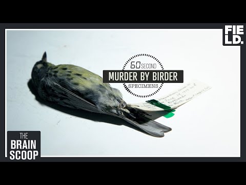Murder by Birder [60 Second Specimens]