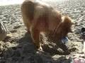 Chip Digging at the Dog Beach