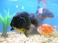 7 Inch Black Ranchu