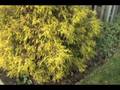 videos de How to ID Chamaecyparis pisifera 'Filifera Aurea'