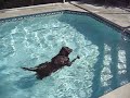 My crazy diving dog