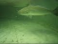 Kobeljou / Mulloway feeding, Espadon Marine South Africa