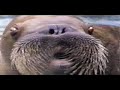 Classic Sesame Street - Take a Bweaff
