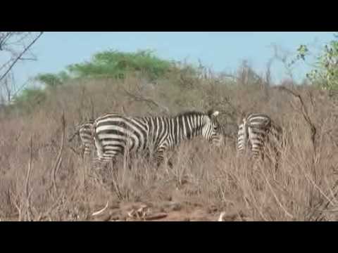 Safari Kenya