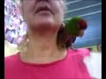 Homer the Conure