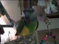 noodles video 1