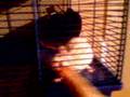 mon rat est triso