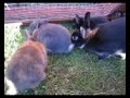 Baby rabbits 27/11/09
