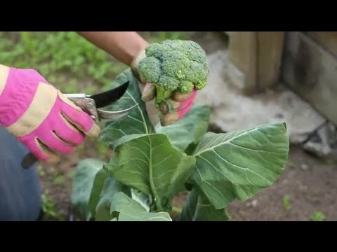 how to harvest broccoli