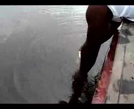Pink Dolphin in the Amazon