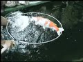 Koi Carp in a Koi Pond Koi Fish Koi Carp in a Koi Pond Koi Fish