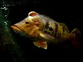 Ikan di aquarium Kebon Binatang Surabaya