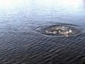 Fly Fishing Musky Fly Fishing Musky