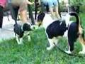 Cute puppies playing