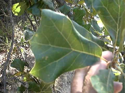 how to transplant scrub oak