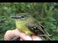 Antioquia Bristle-Tyrant (Phylloscartes lanyoni) Endangered