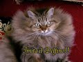 La mia Gatta imitatrice che imita gli animali La mia Gatta imitatrice che imita gli animali