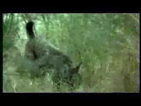 spanish lynx
