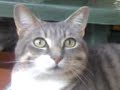 Nando Fernando, il gatto più sveglio del mondo Nando Fernando, il gatto più sveglio del mondo