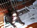 F2b Labradoodle puppies for sale