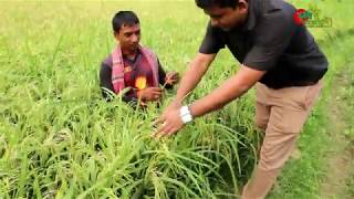 নেক ব্লাস্ট-ধানের নতুন আতংক- Rice blast and control measures ..