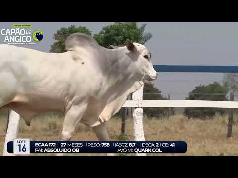 1 DE OLHO NA FAZENDA CAPO DE ANGICO