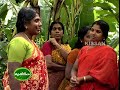 Cultivation of Kadali banana by a Kudumbasree womens self Help group for supply to Guruvayoor temple