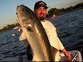 SLAMMER BLUEFISH Accurate Spinning Reel/ Team Old SCHOOL