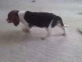Adorable Beagle puppies just in time for CHRISTMAS!