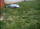 im a dumass dededee!