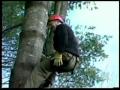 New England Tree Climbing.com New England Tree Climbing.com