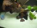 xxmyfishtankxx