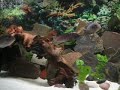 xxmyfishtankxx