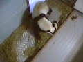 Mei Lan Hangs on to Lun Lun Nursing, As She Tries To Go Mei Lan Hangs on to Lun Lun Nursing, As She Tries To Go