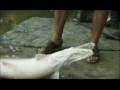Man vs Alligator Gar