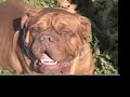 dogues de bordeaux