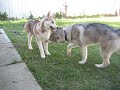 dogs2