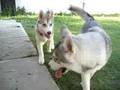 dogs2